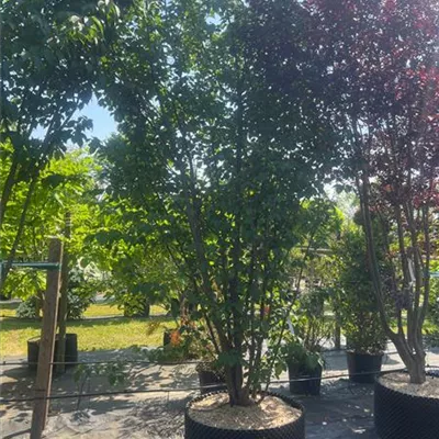 Schirmform 350-400 - Synonym - Prunus sargentii 'Rancho' - Collection
