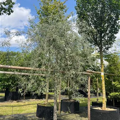 Sol 20-25 Nr. 22.97C 1500 - Hängende Wildbirne - Pyrus salicifolia 'Pendula' - Collection