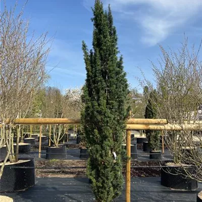 Solitär 275-300 HP24-708 1737 - Schmale Säuleneibe - Taxus baccata 'Fastigiata Robusta' - Collection