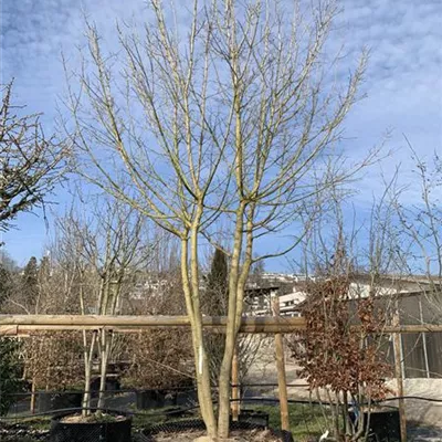 Schirmform 200-300 x 400-450 23-64D 3750 - Feldahorn - Acer campestre - Collection