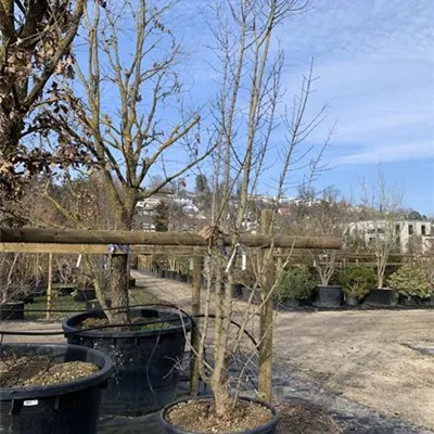 Solitär VP24-8008 1453 - Französischer Ahorn - Acer monspessulanum - Collection