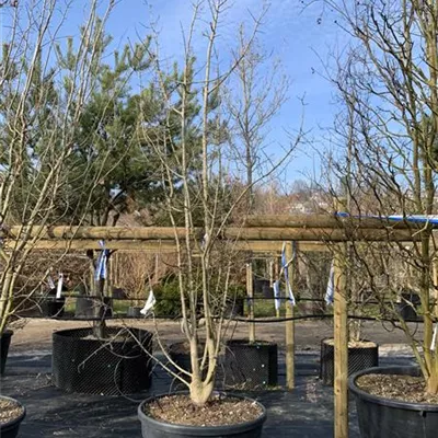 Solitär VP24-8009 1453 - Französischer Ahorn - Acer monspessulanum - Collection