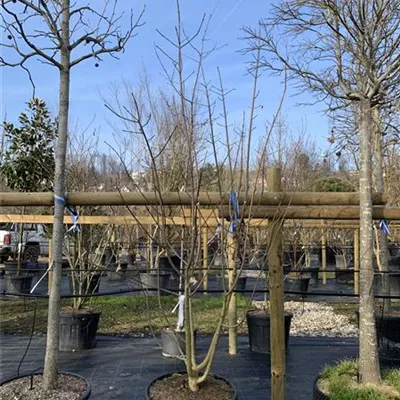 Schirmform 25-022 450 - Schneeballahorn - Acer opalus - Collection