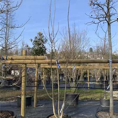 Schirmform 25-023 450 - Schneeballahorn - Acer opalus - Collection