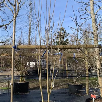 Schirmform VK24-006 450 - Schneeballahorn - Acer opalus - Collection