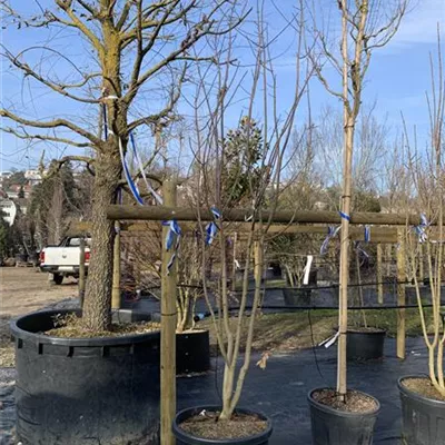 Schirmform VK24-005 450 - Schneeballahorn - Acer opalus - Collection