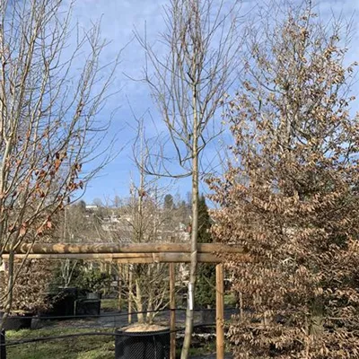 Hochstamm 20-25 24-1258 2102 - Felsenbirne 'Robin Hill' - Amelanchier arborea 'Robin Hill' - Collection