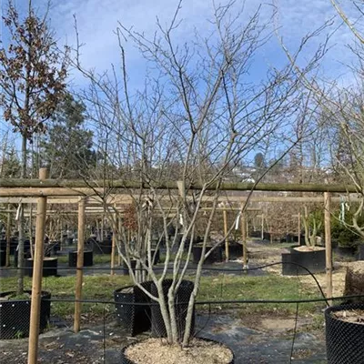 Schirmform 300-350 24-1253 1200 - Kupfer-Felsenbirne - Amelanchier lamarckii - Collection