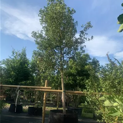 Hochstamm 25-30 24-A51 2690 - Spanische Eiche 'Wageningen' - Quercus hispanica 'Wageningen' - Collection