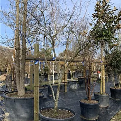 Schirmform 25-005 1431 - Kupfer-Felsenbirne - Amelanchier lamarckii - Collection
