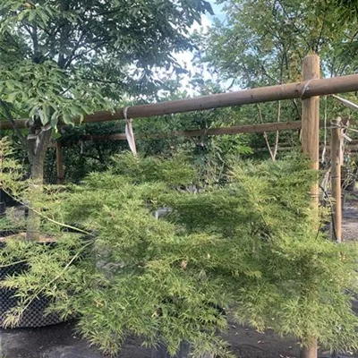 Solitär 25-292 615 - Grüner Fächerahorn 'Dissectum Green Globe' - Acer palmatum 'Dissectum Green Globe' - Collection