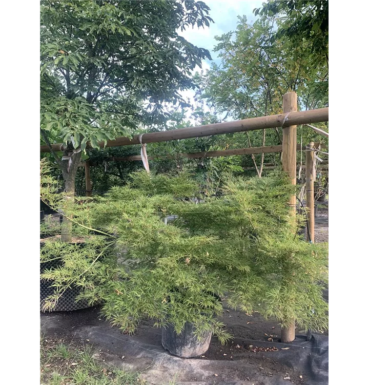 Grüner Fächerahorn 'Dissectum Green Globe' - Acer palmatum 'Dissectum Green Globe' - Collection
