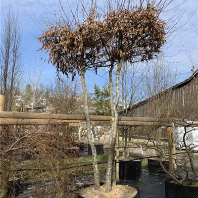 Dachform 240-260 23/24-30A 2085 - Hainbuche,Weißbuche - Carpinus betulus - Collection