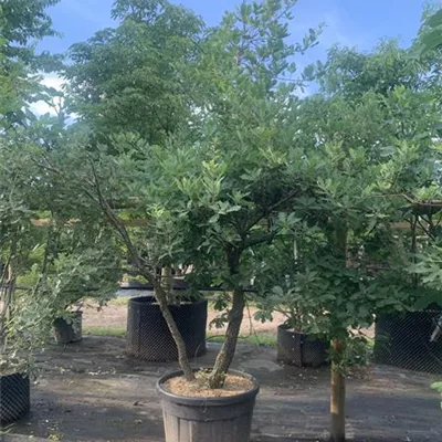 Solitär 25-309 2450 - Flaumeiche - Quercus pubescens - Collection