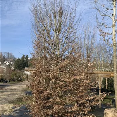 Solitär / EXC 400-450 HP24-226 1885 - Hainbuche,Weißbuche - Carpinus betulus - Collection