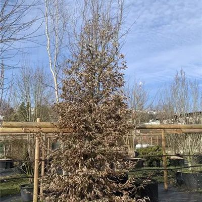 Solitär / EXC 400-450 HP24-228 1885 - Hainbuche,Weißbuche - Carpinus betulus - Collection