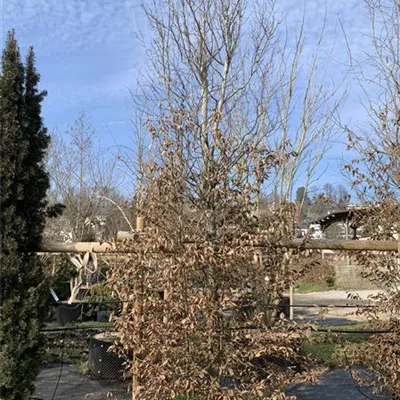Solitär / EXC 400-450 HP24-231 1885 - Hainbuche,Weißbuche - Carpinus betulus - Collection