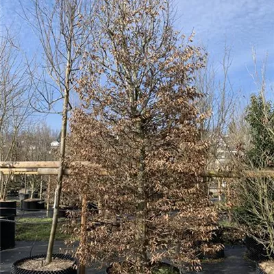 Solitär / EXC 400-450 HP24-232 1885 - Hainbuche,Weißbuche - Carpinus betulus - Collection