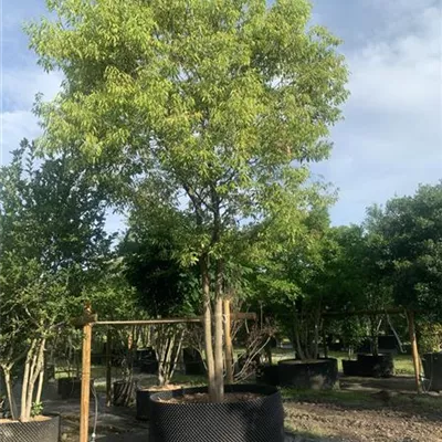 Schirmform 200-300 x 400-500 24-A13 5850 - Eiche - Quercus glauca - Collection