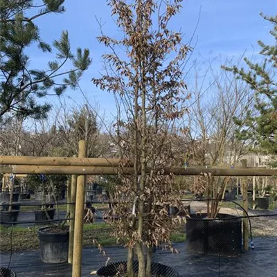 Solitär 400-450 24-1223 - Hainbuche,Weißbuche - Carpinus betulus - Collection