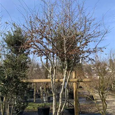 Schirmform 350-400 Nr. 29 2100 - Hainbuche,Weißbuche - Carpinus betulus - Collection