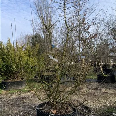 Solitär 10B - Kornelkirsche - Cornus mas - Collection