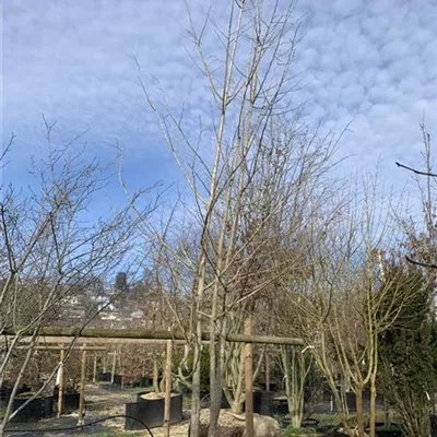 Solitär 500-550 24-1252 2950 - Fächerblattbaum - Ginkgo biloba - Collection
