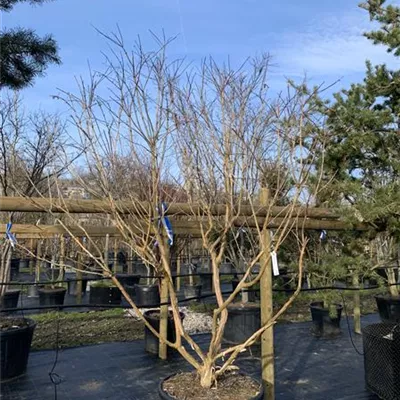 Solitär - Heptacodium - Heptacodium miconioides - Collection