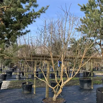 Solitär - Heptacodium - Heptacodium miconioides - Collection
