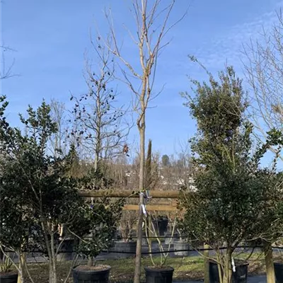 Hochstamm - Blasenbaum - Koelreuteria paniculata - Collection