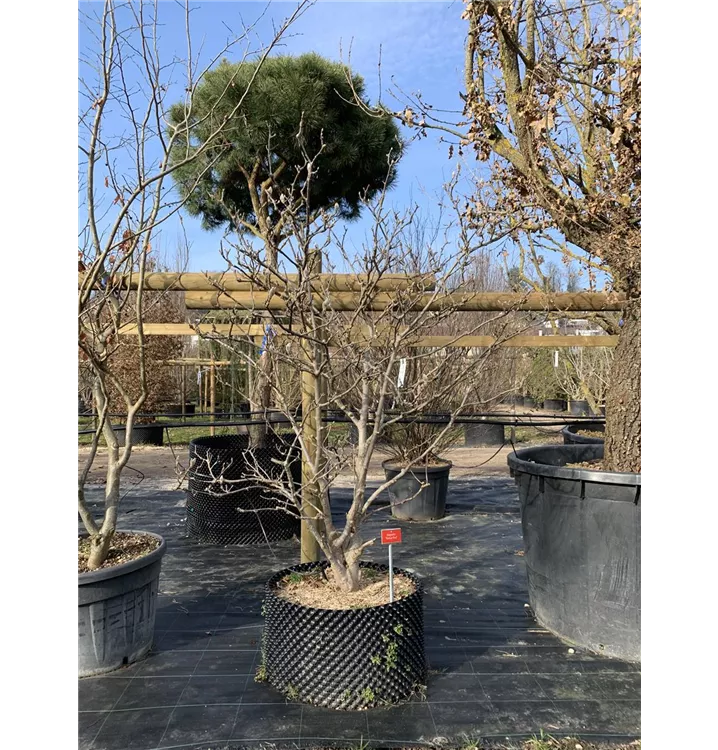 Magnolie 'Red As' - Magnolia 'Red As' - Collection