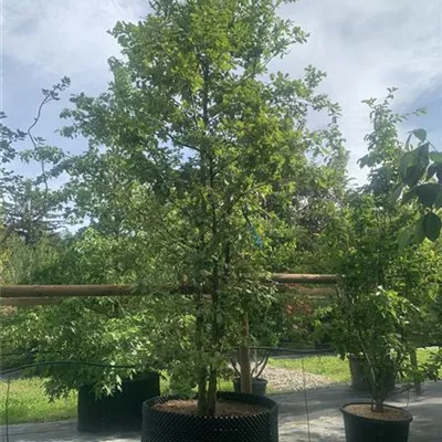 Solitär mehrstämmig 150-200 x 300-350 24-C21 1490 - Stieleiche - Quercus robur - Collection