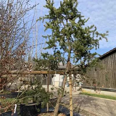 Sol 150-200 x 250-300 - Strauchkiefer - Pinus banksiana - Collection