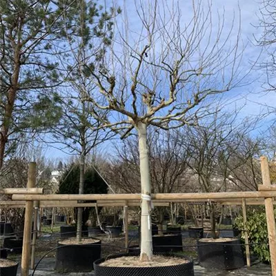 Dachform 55-60 24-1247 4300 - Platane - Platanus hispanica - Collection