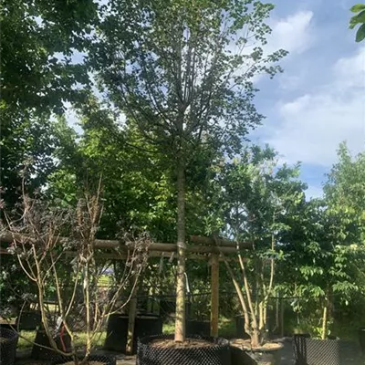 Hochstamm 30-35 24-D97 1650 - Amerikan.Stadtlinde - Tilia cordata 'Greenspire' - Collection