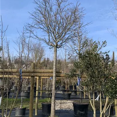 Hochstamm 25-30 HP24-57 3350 - Sumpf-Eiche 'Green Dwarf' - Quercus palustris 'Green Dwarf' - Collection