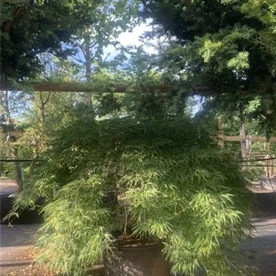Bienenkorb Nr. HP23-165 5700 - Heimische Eibe - Taxus baccata - Collection
