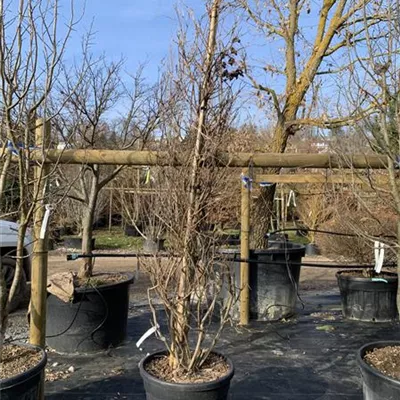 Solitär 225 - 250 VP24-8038 220 - Blauregen 'Shiro Kapitan Fuji' - Wisteria brachybotrys 'Shiro Kapitan Fuji' - Collection