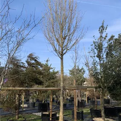 Hochstamm 30-35 24-1266 2604 - Feldahorn - Acer campestre - Collection