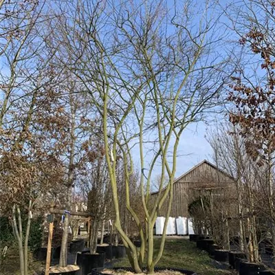 Schirmform 300 - 350 x 400 - 450 - Kupfer-Felsenbirne - Amelanchier lamarckii - Collection
