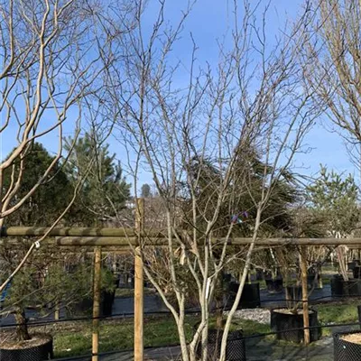 Schirmform 25-032 - Kupfer-Felsenbirne - Amelanchier lamarckii - Collection