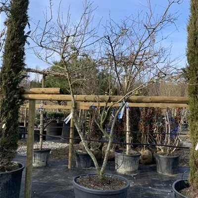 Schirmform 25-071 1431 - Kupfer-Felsenbirne - Amelanchier lamarckii - Collection