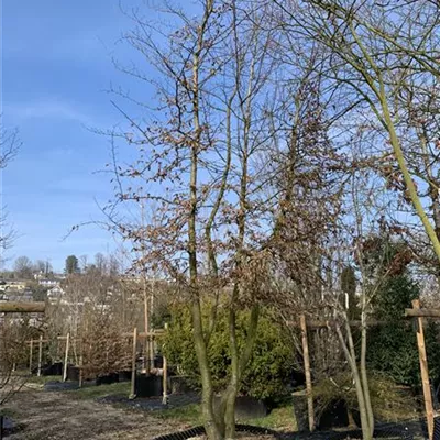 Solitär 43B 1650 - Hainbuche,Weißbuche - Carpinus betulus - Collection
