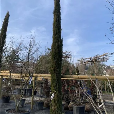 Solitär VP24-8014 1565 - Echte Säulenzypresse 'Pyramidalis' - Cupressus sempervirens 'Pyramidalis' - Collection