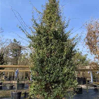 Solitär VP24-8010 2521 - Wintergrüne Ölweide - Elaeagnus x ebbingei - Collection