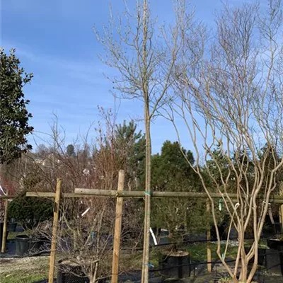 Hochstamm 16-18 24-1268 994 - Blumenesche 'Obelisk' - Fraxinus ornus 'Obelisk' - Collection