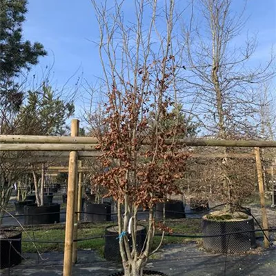 Schirmform 25-031 2193 - Eisenbaum - Parrotia persica - Collection