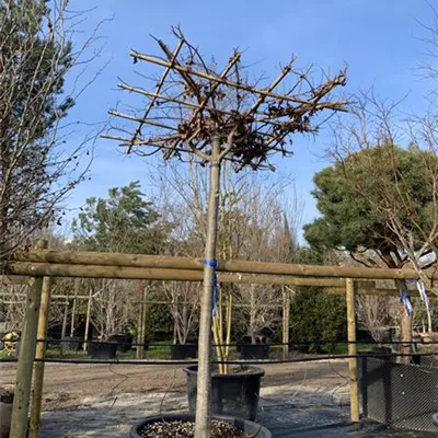 Dachform GO24-013 2529 - Eisenbaum - Parrotia persica - Collection