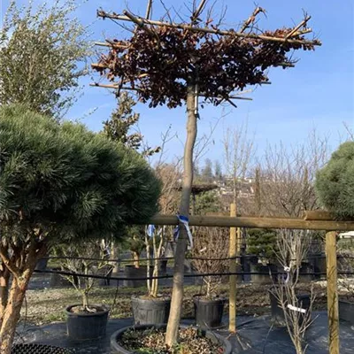 Dachform - Eisenbaum - Parrotia persica - Collection