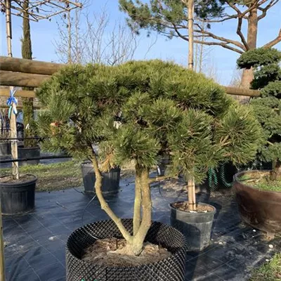 Schirmform 125-150 x 125-150 24-E56 2690 - Strauch-Kiefer 'Gnom' - Pinus mugo 'Gnom' - Collection